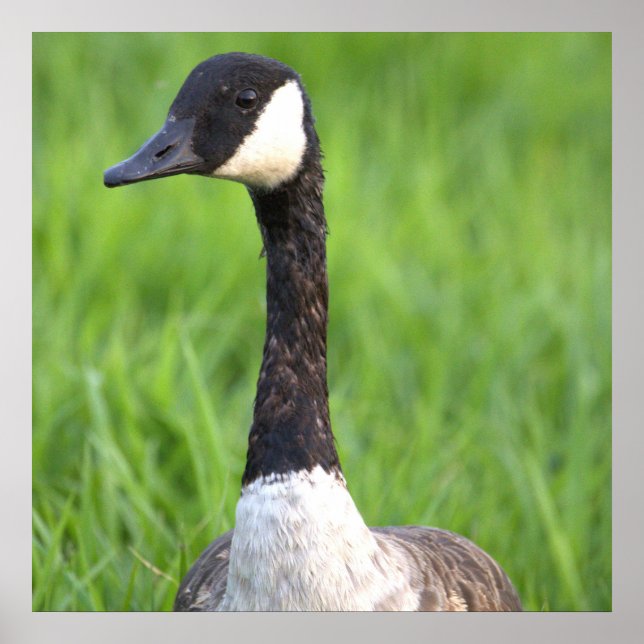 Canada Goose Photo Poster (Front)