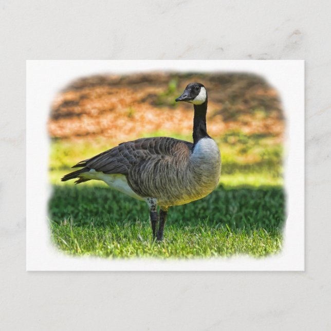 CANADA GOOSE POSTCARD (Front)