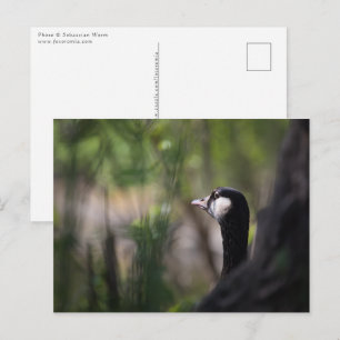 Canada goose postcard