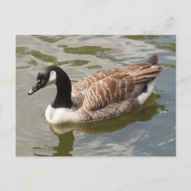 Canada Goose Postcard (Front)