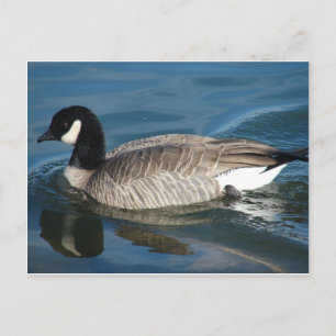 Canada Goose Postcard