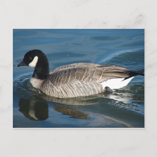 Canada Goose Postcard (Front)
