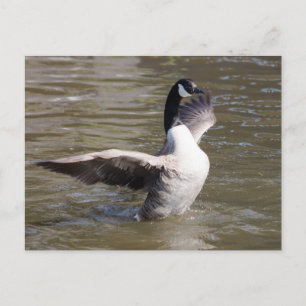 Canada Goose Postcard