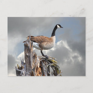 CANADA GOOSE POSTCARD