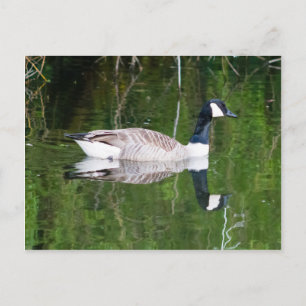 Canada Goose Postcard