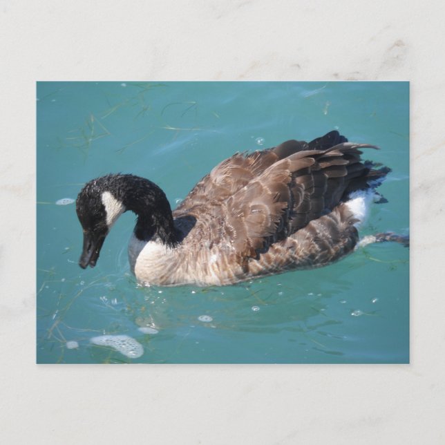 Canada Goose Postcard (Front)
