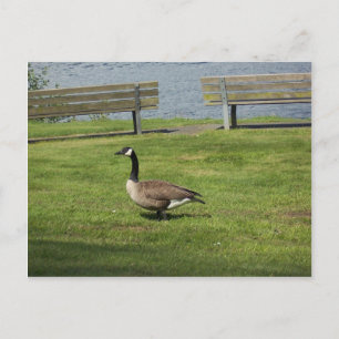 Canada Goose Postcard