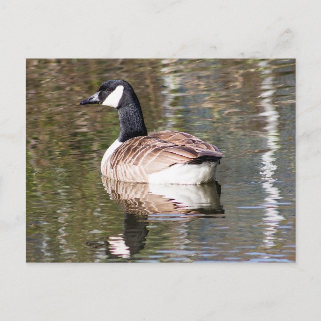 Canada Goose Postcard (Front)