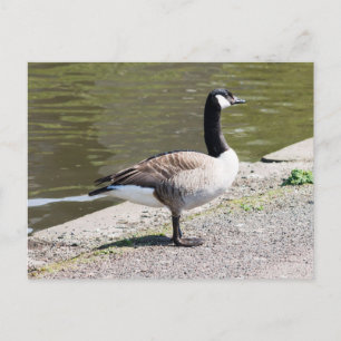 Canada Goose Postcard