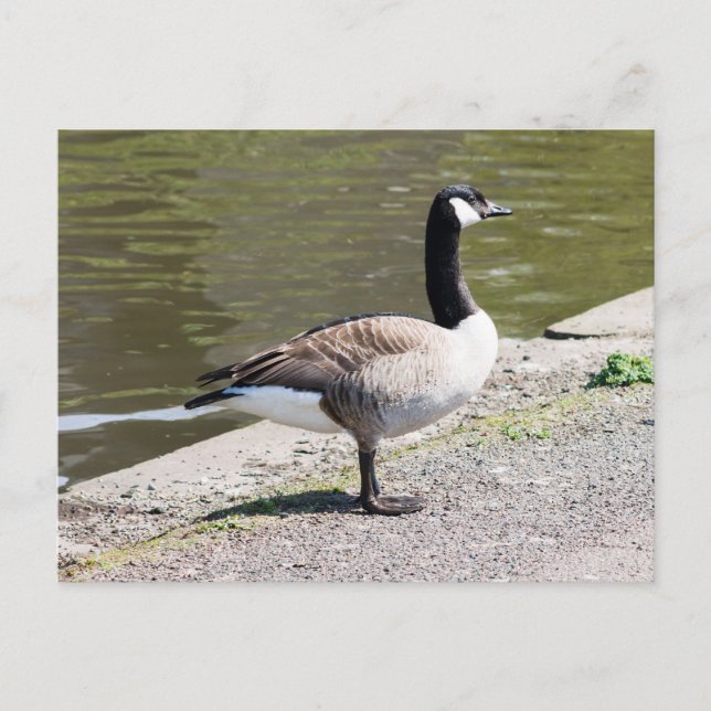 Canada Goose Postcard (Front)