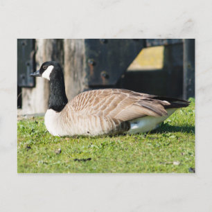 Canada Goose Postcard