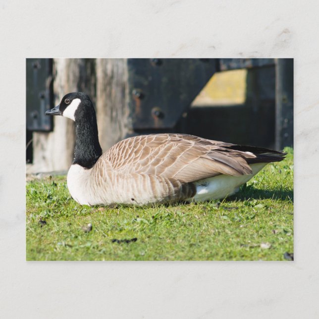 Canada Goose Postcard (Front)