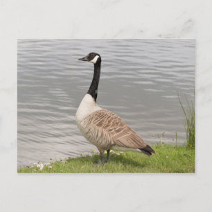 Canada Goose Postcard