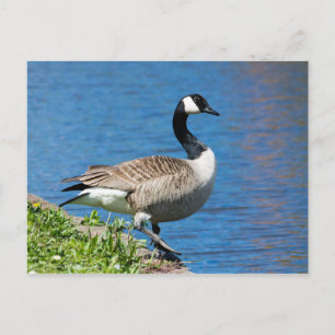 Canada Goose Postcard