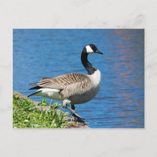 Canada Goose Postcard