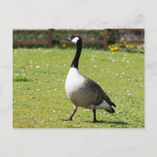 Canada Goose Postcard