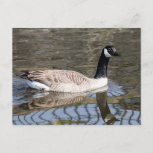 Canada Goose Postcard