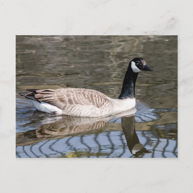 Canada Goose Postcard (Front)