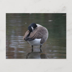 Canada Goose Postcard
