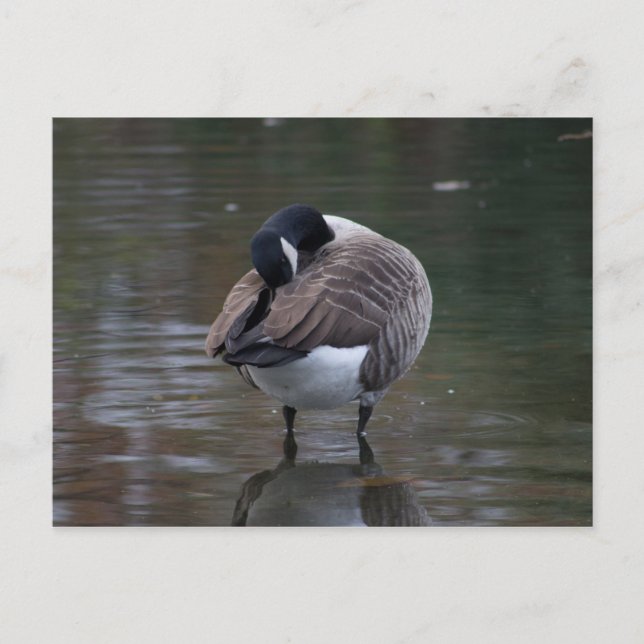 Canada Goose Postcard (Front)