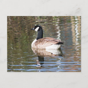 Canada Goose Postcard