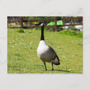 Canada Goose Postcard