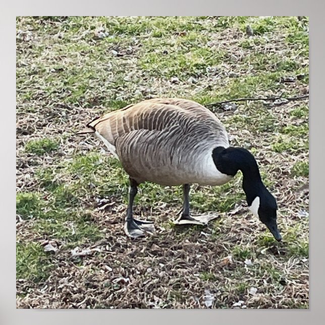 Canada Goose Poster (Front)
