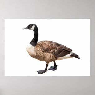 Canada Goose Poster