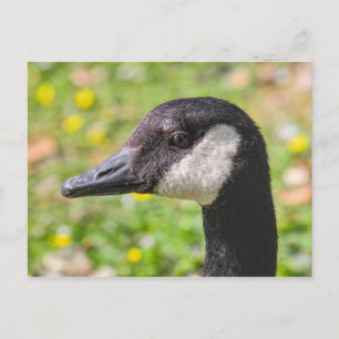 Canada Goose, Roath Park Lake, Cardiff, Wales. Postcard