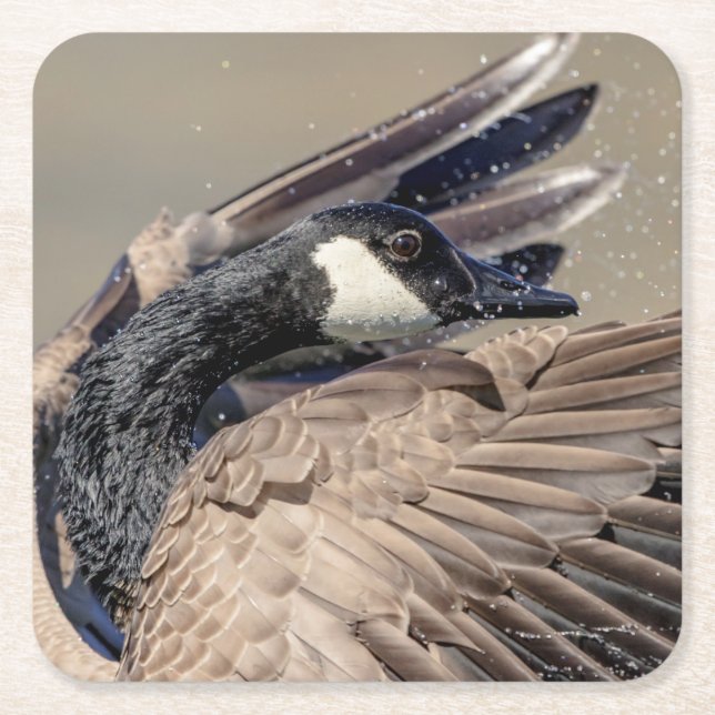 Canada Goose Square Paper Coaster (Front)