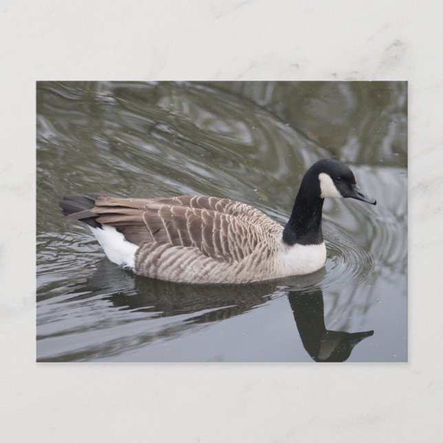 Canada Goose swimming on canal Postcard (Front)