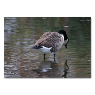 Canada Goose Table Number