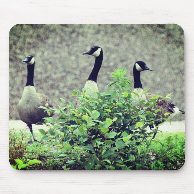 Canada Goose Trio Nature Mouse Mat (Front)