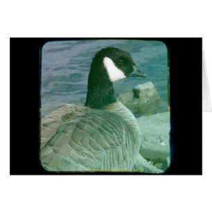 Canada Goose TTV