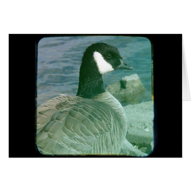 Canada Goose TTV (Front Horizontal)