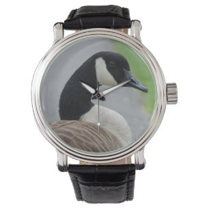 Canada goose watch