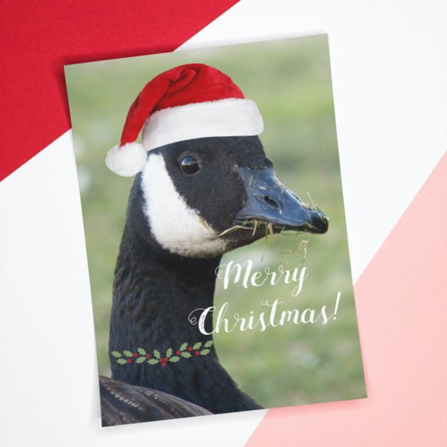 Canada Goose Wearing Red Santa Hat Holiday Card (In Situ)