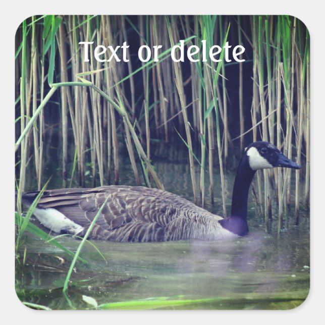 Canada Goose Wildlife Nature Personalised Square Sticker (Front)