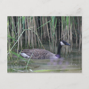 Canada Goose Wildlife Nature Photo Postcard