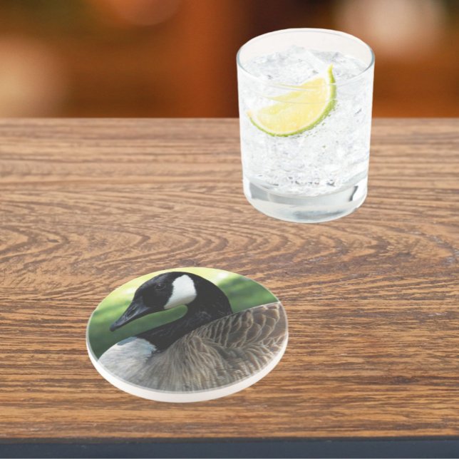 Canada Goose Wildlife Photo Coaster (In Situ)