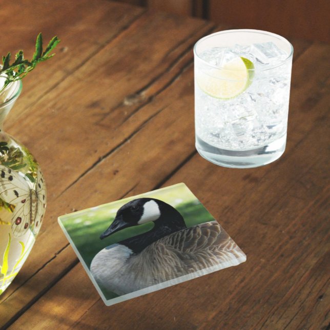 Canada Goose Wildlife Photo Glass Coaster (In Situ Glass)