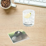 Canada Goose Wildlife Photo Stone Coaster<br><div class="desc">Protect your furniture from water marks and stains with this stone beverage coaster with cork backing that features the wildlife photo image of a beautiful Canada Goose. Select your coaster stone style.</div>