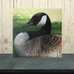 Canada Goose Wildlife Photo Tile<br><div class="desc">Nature themed ceramic tile featuring the wildlife photo image of a beautiful Canada Goose. Select your tile size. Makes a great kitchen trivet!</div>