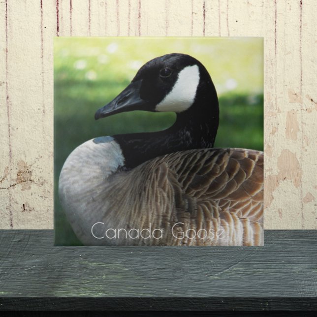 Canada Goose Wildlife Photo Tile (In Situ)