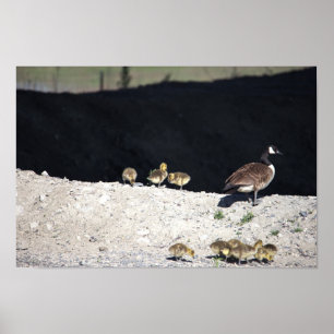 Canada Goose with Babies Poster