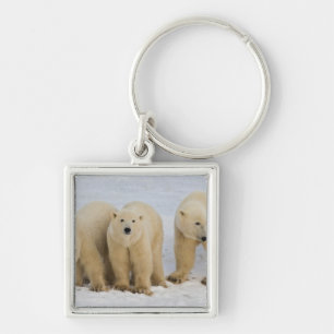 Canada, Hudson Bay. Polar bear mother with two Key Ring