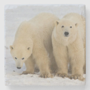 Canada, Hudson Bay. Polar bear mother with two Stone Coaster