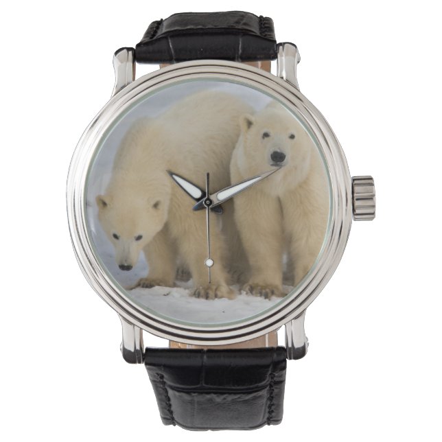 Canada, Hudson Bay. Polar bear mother with two Watch (Front)