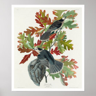 Canada Jay by Audubon Poster