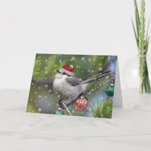 Canada Jay Christmas  Holiday Card